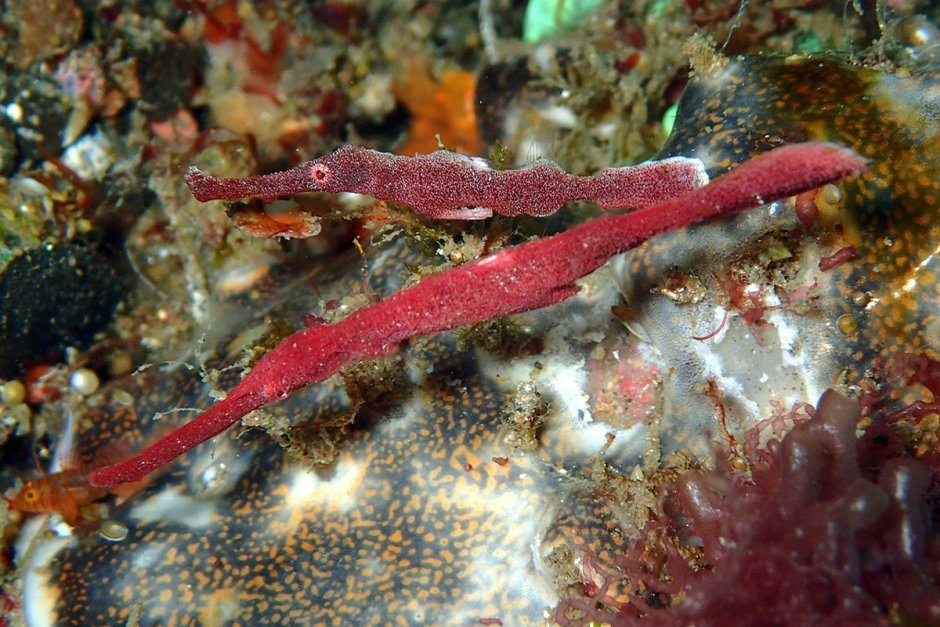 Кривохвостка обыкновенная (морская уточка)/Aeoliscus strigatus