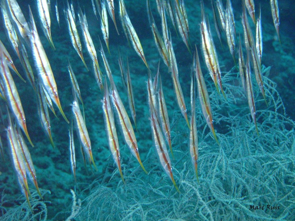 Ghost pipefish