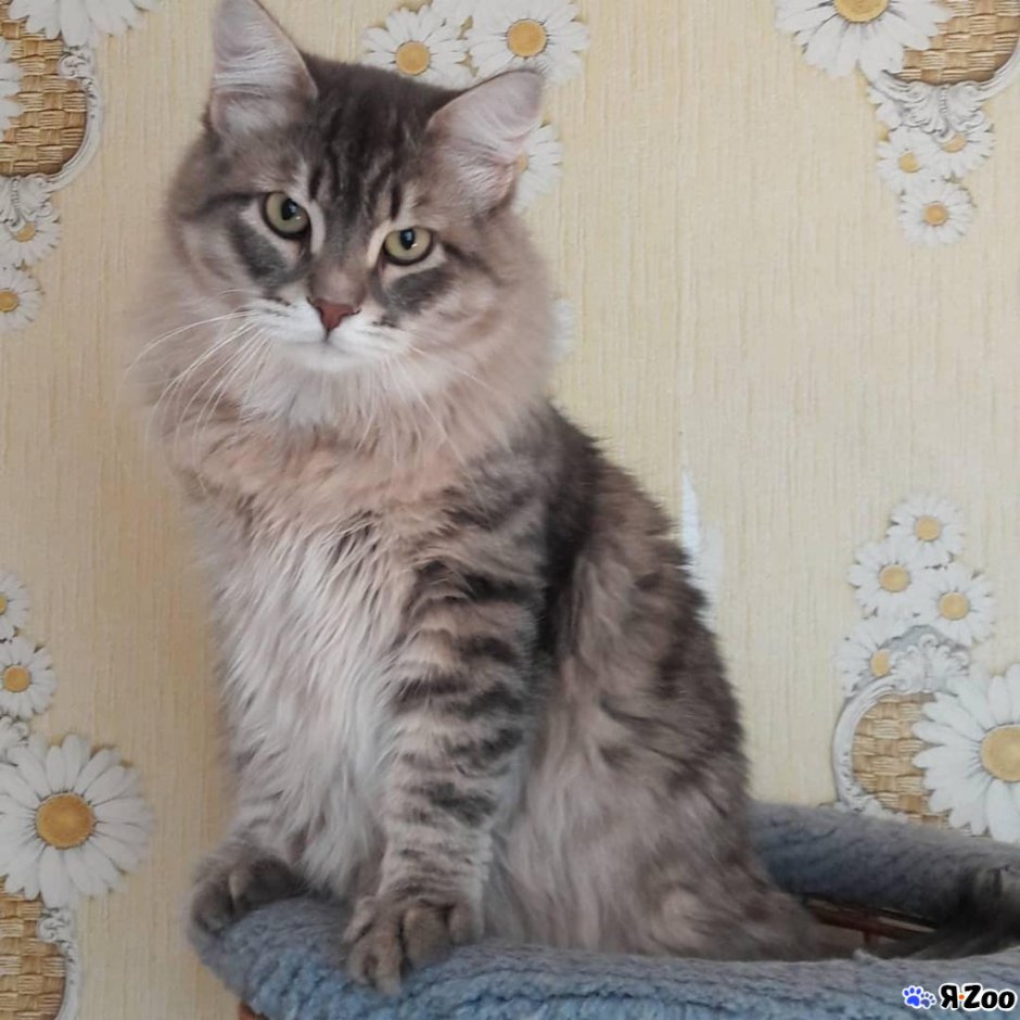 Метис сибирской кошки
