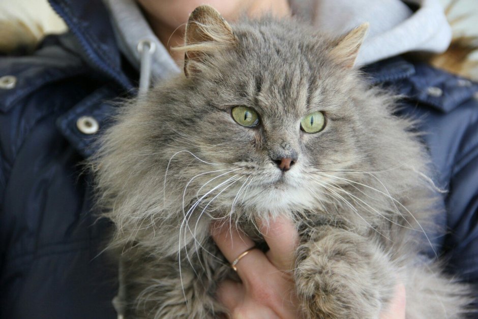 Сибирский кот камышовый окрас
