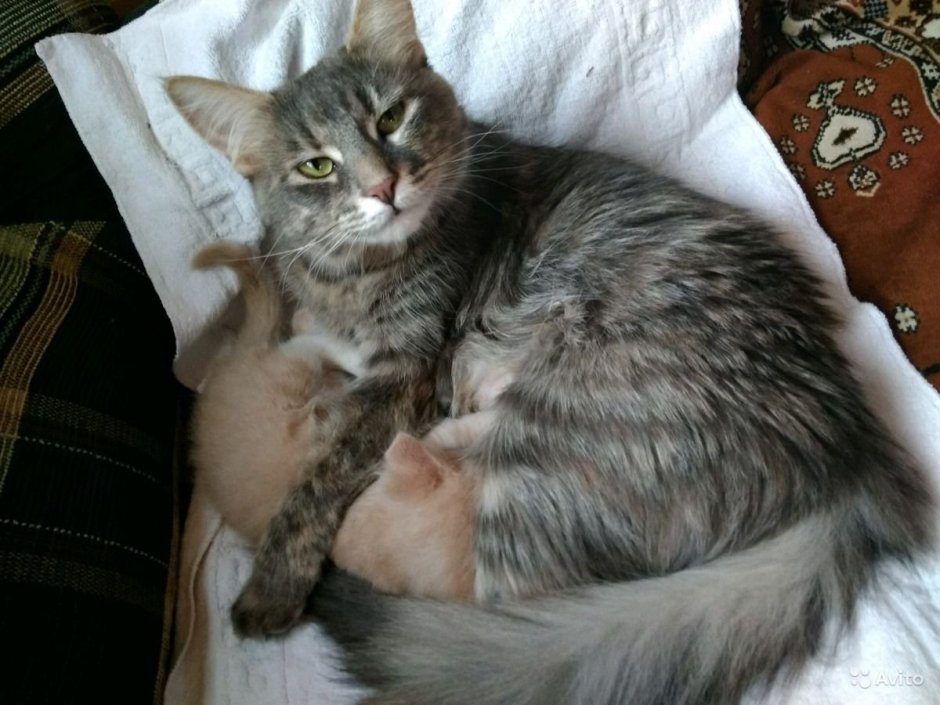 Кот щ
