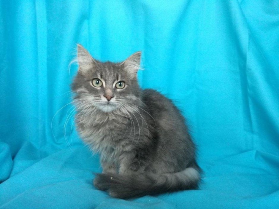 Сибирский кот черный метис