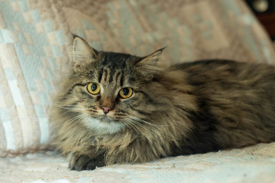 Сибирский кот метис
