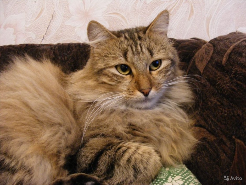 Метис сибирской кошки