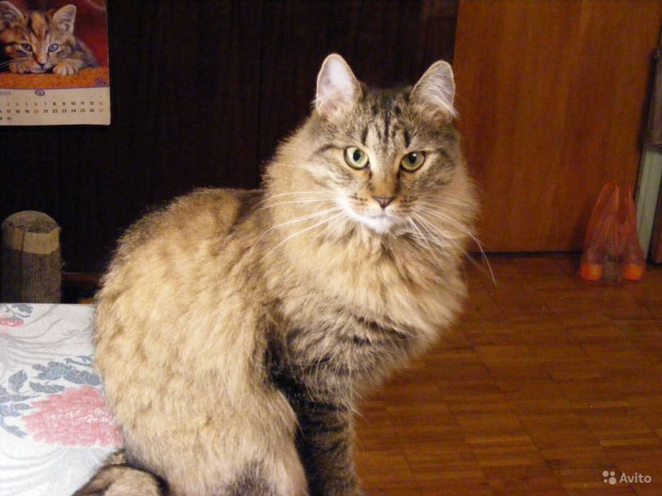 Котята метисы Мейн куна