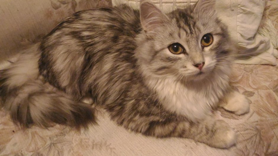 Сибирская кошка агути