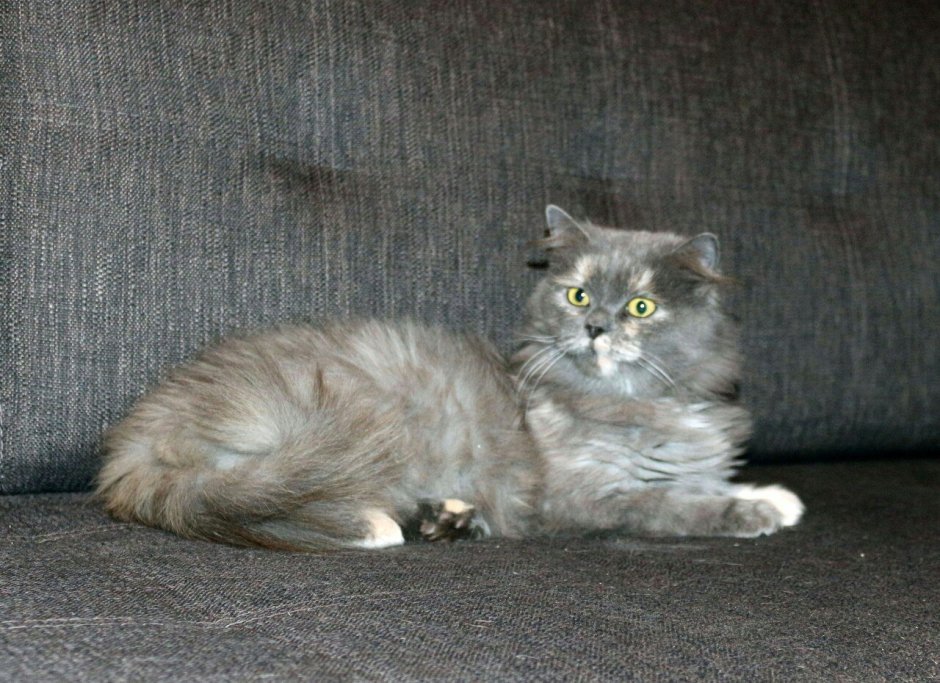 Сибирская кошка гладкошерстная