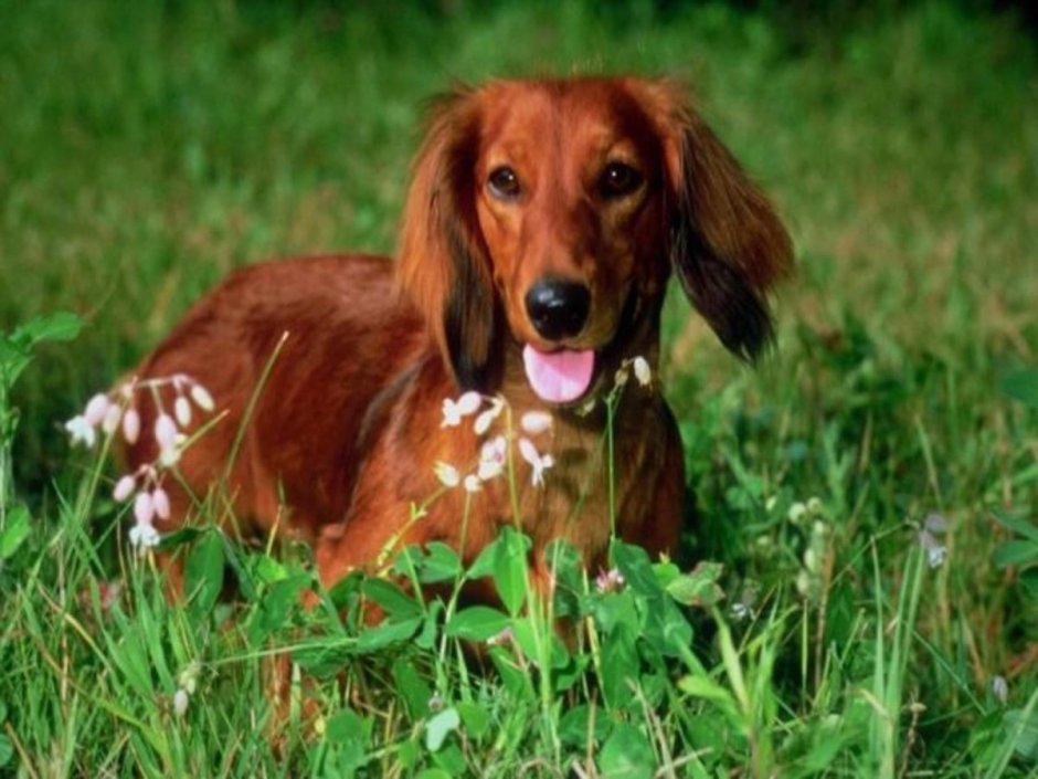 Ирландский сеттер (Irish Setter)