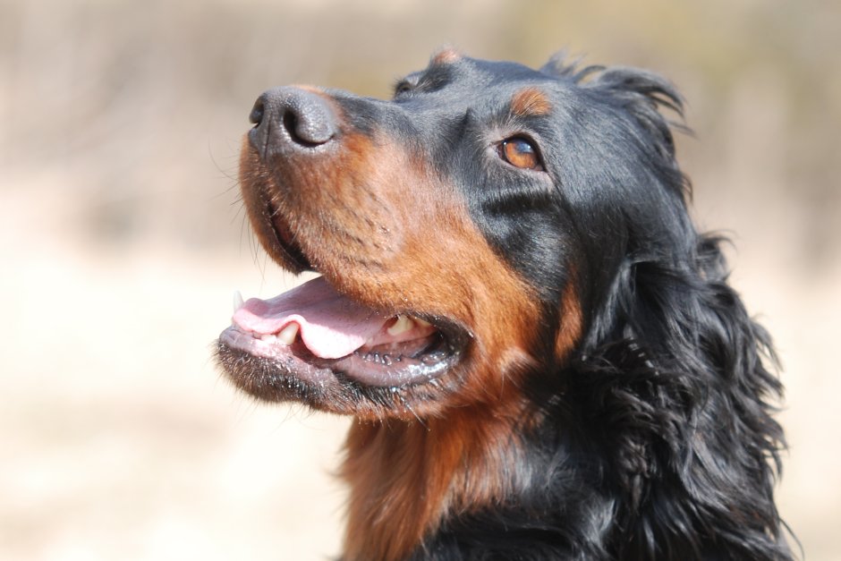 Ирландский сеттер (Irish Setter)