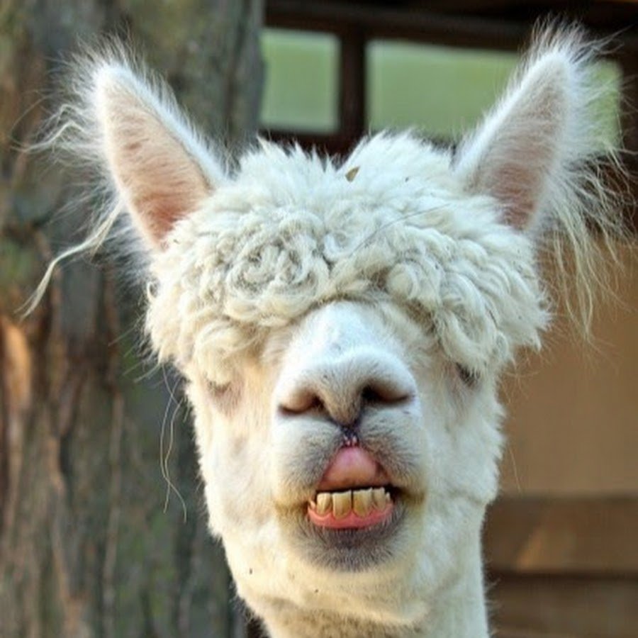 Малагасийский орангутановый еж