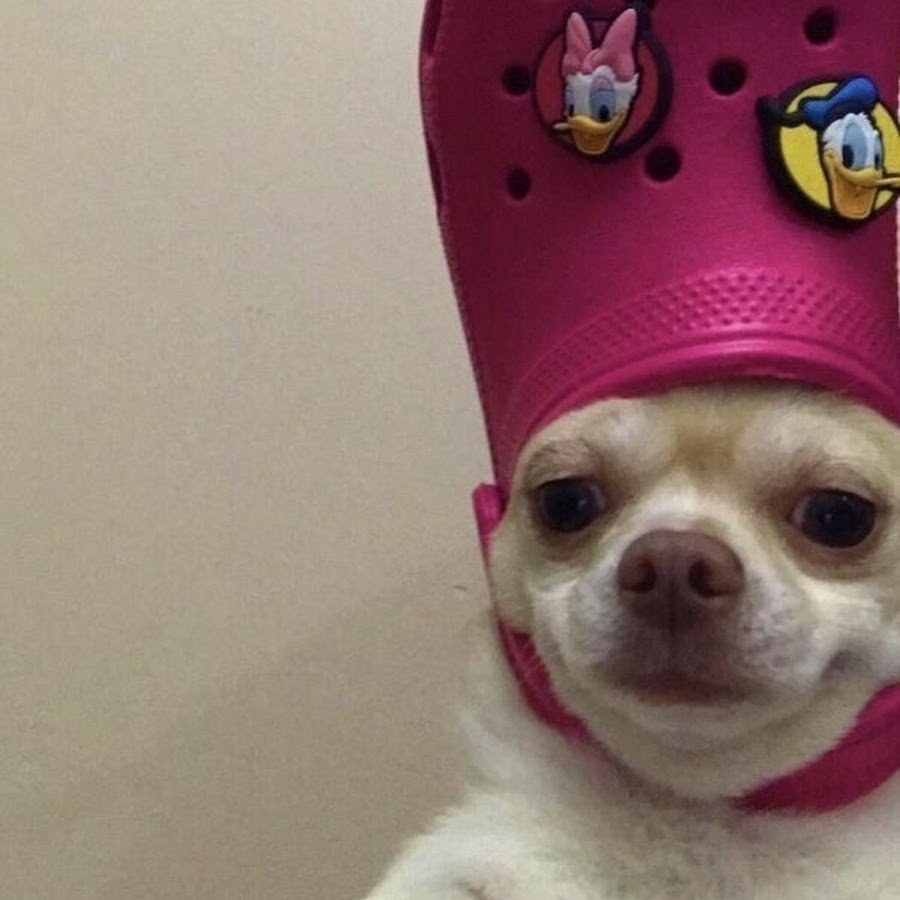 Мемы животные