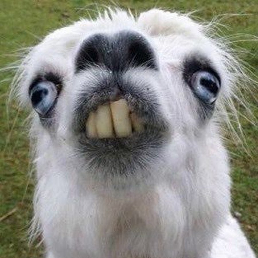 Экзотические животные