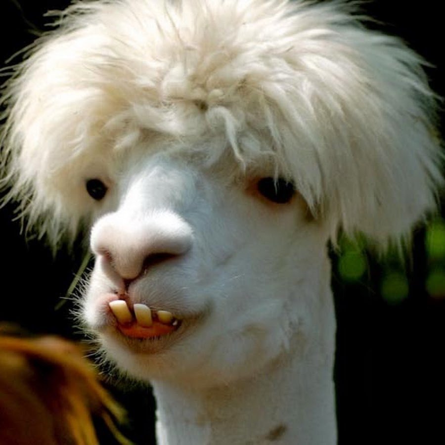Ламы смешные