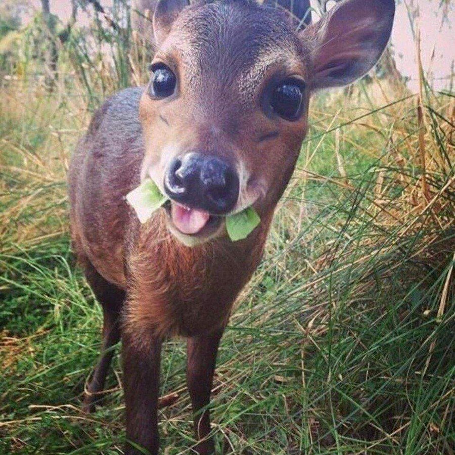 Беззубая Левретка Заппа