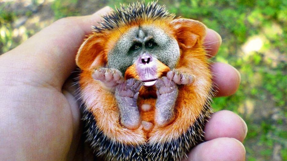 Смешные обезьяны