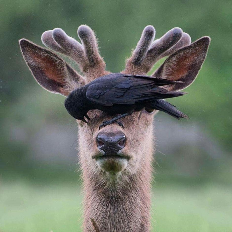 Тупой страус