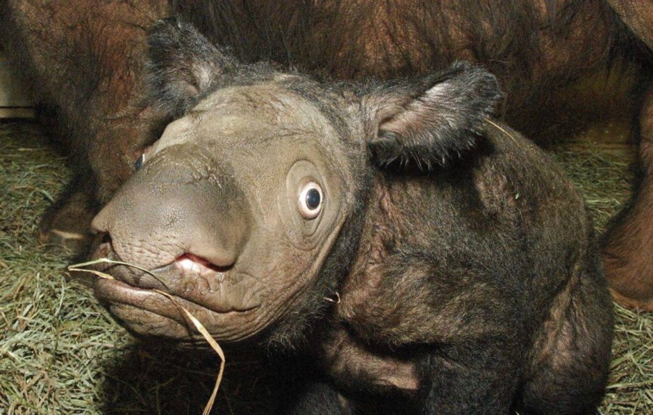 Злая альпака лама