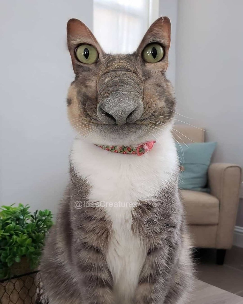 Собака с человеческими глазами