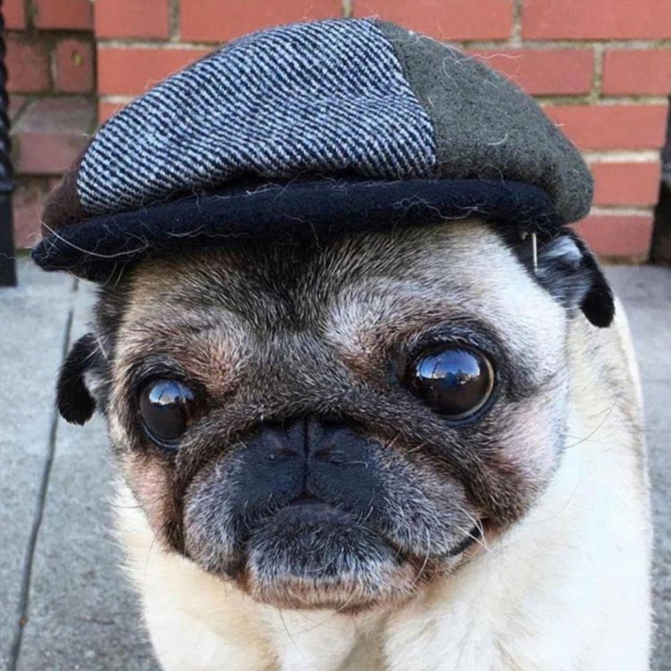 Чихуахуа тапочком