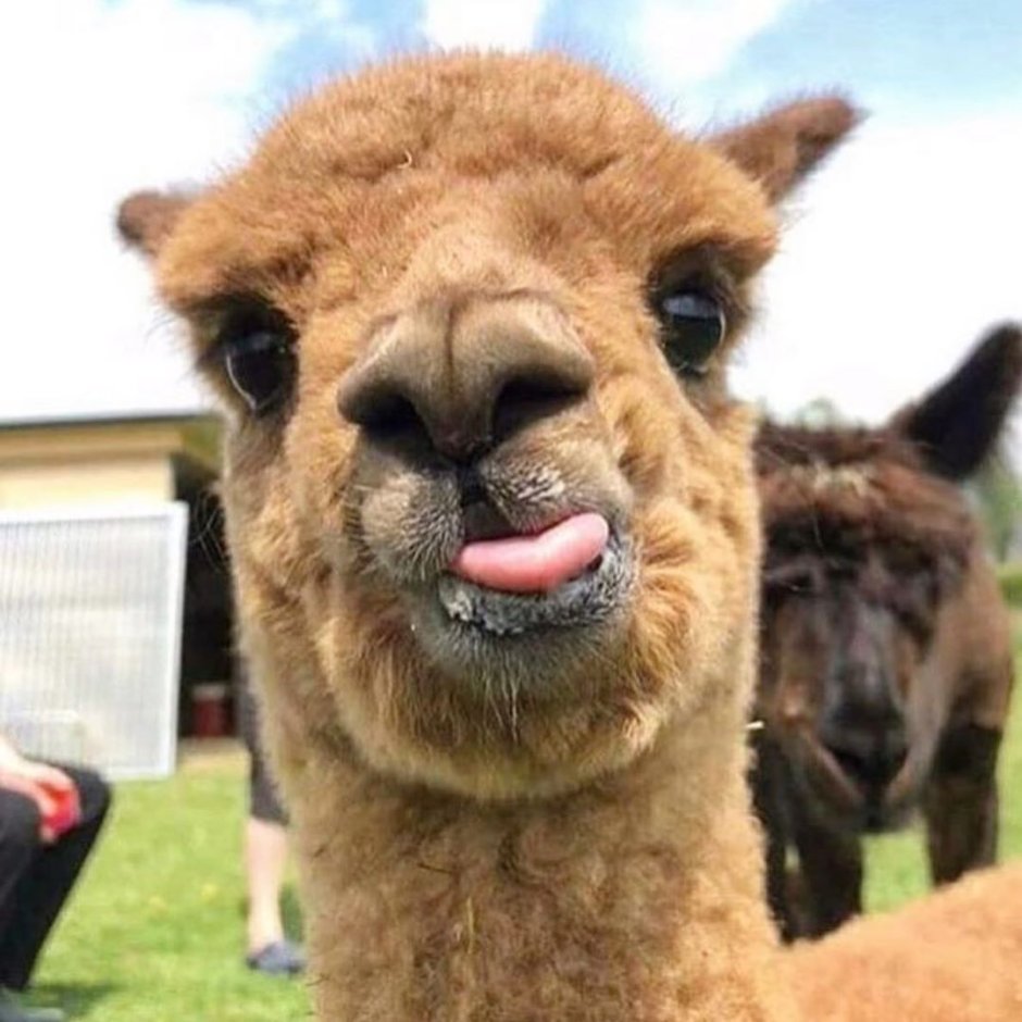 Дебильные животные