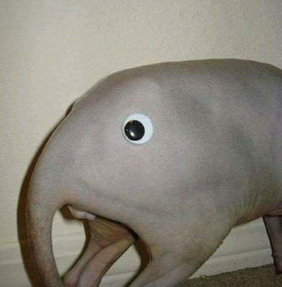 Альпака Дукалис