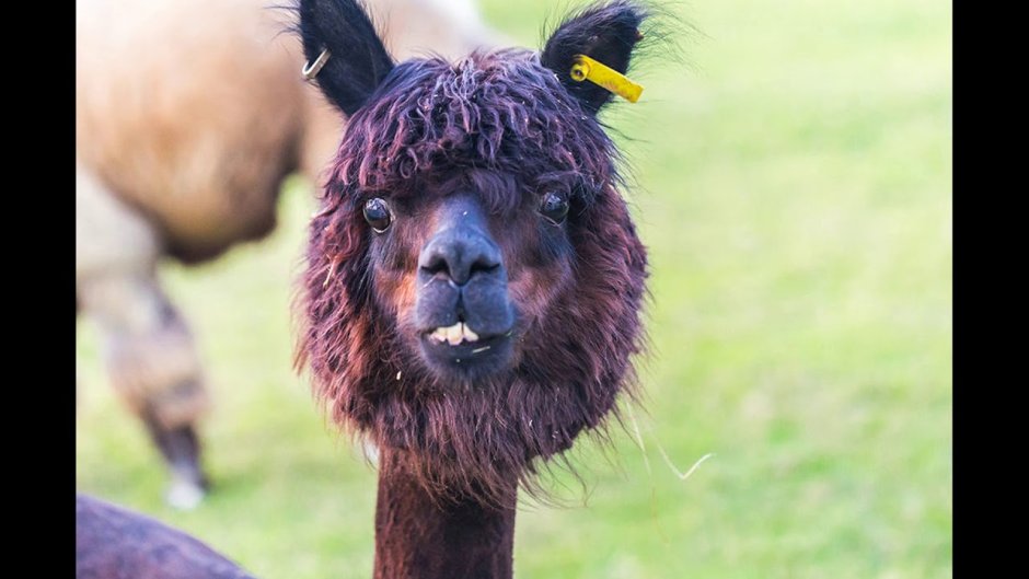 Смешные собаки