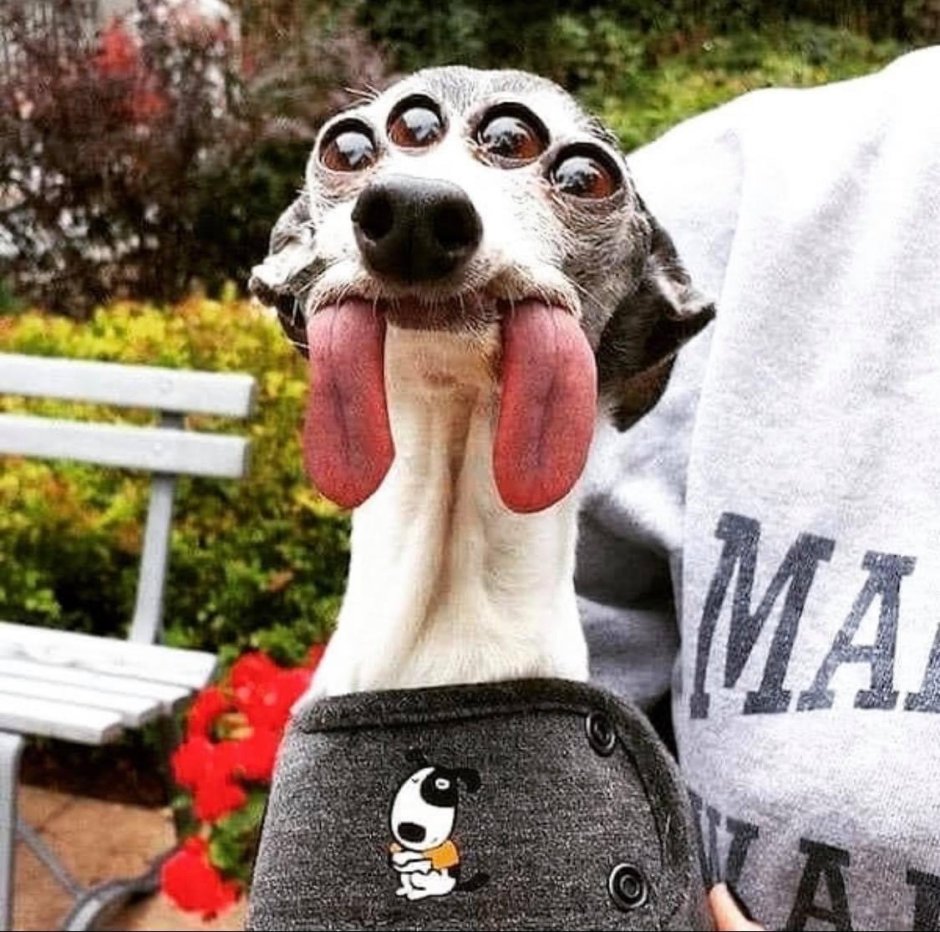 Лысый уакари