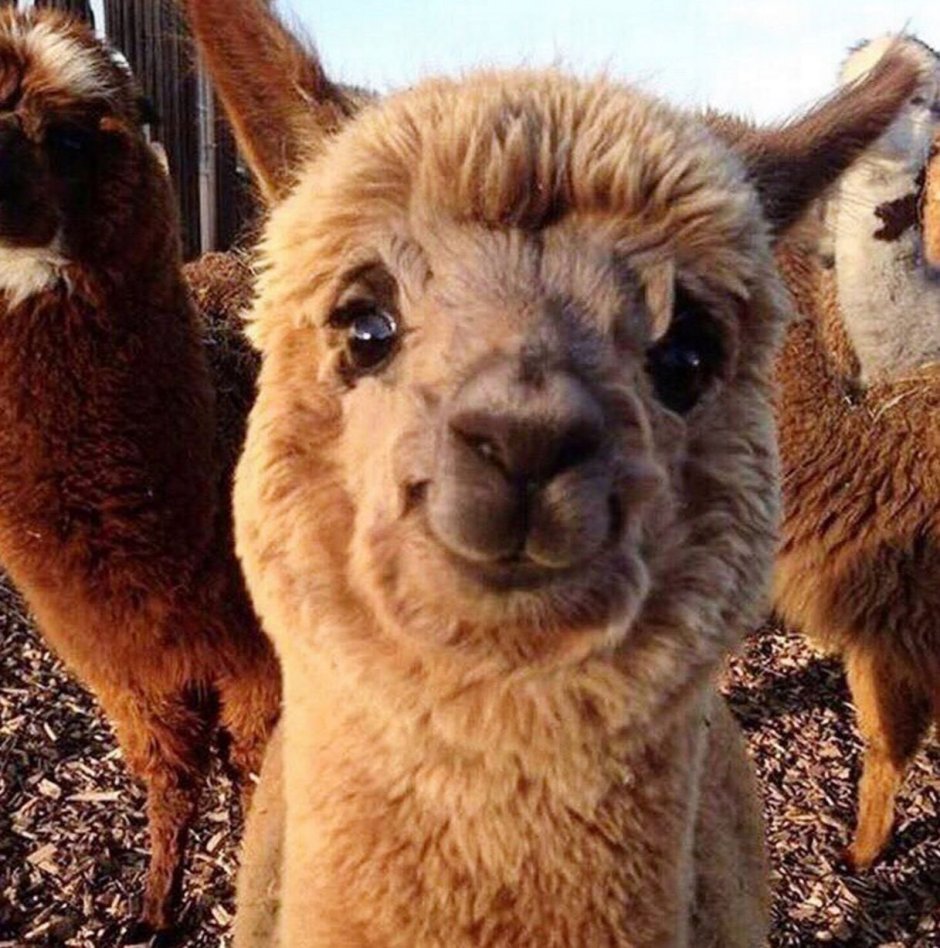 Дебильные животные