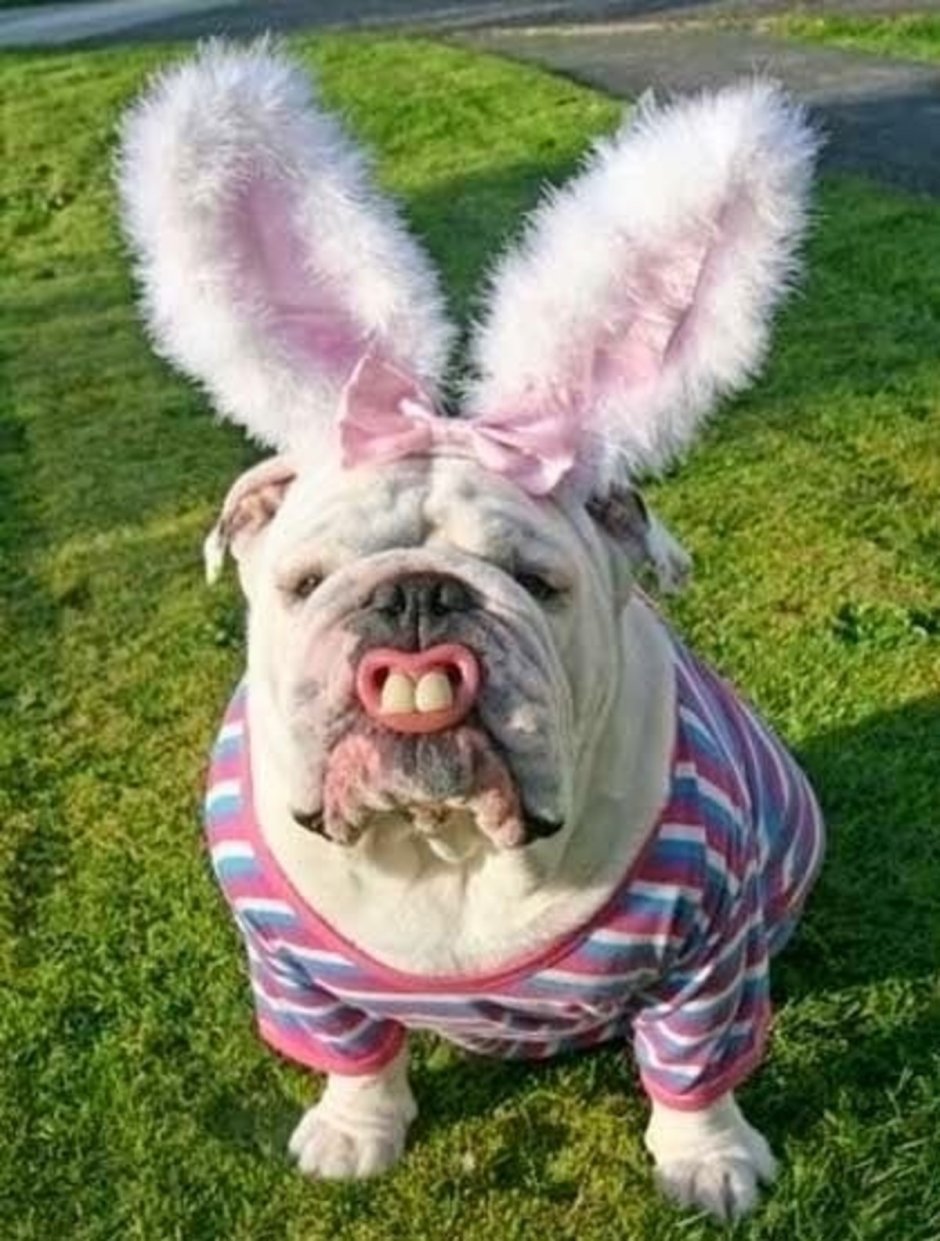 Собака с большими глазами