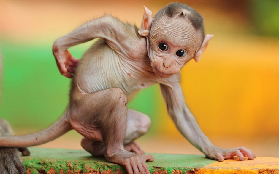 Маймун макаки