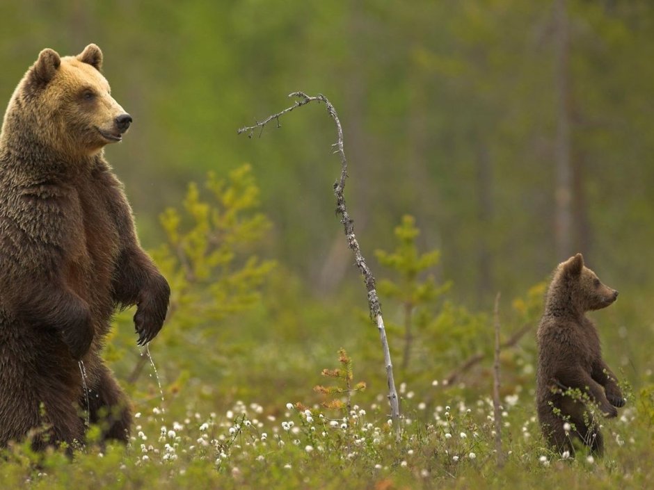 Сайлюгемская популяция бурого медведя (Ursus arctos)