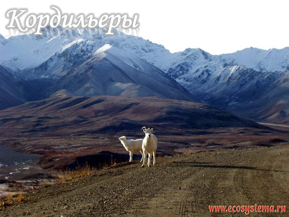 Баргузинский заповедник Сибирский горный козел