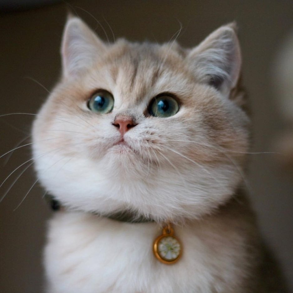Котенок с щечками