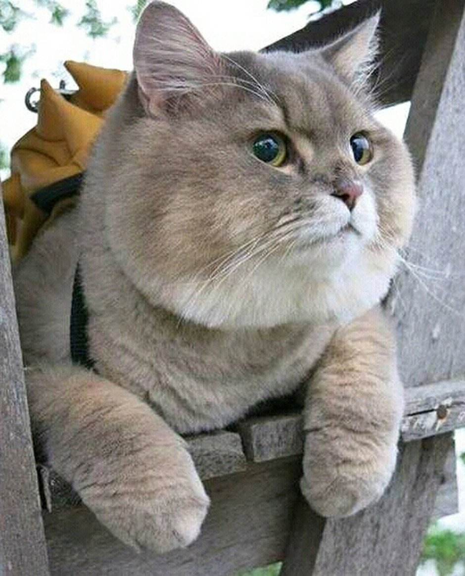 Толстые коты породистые