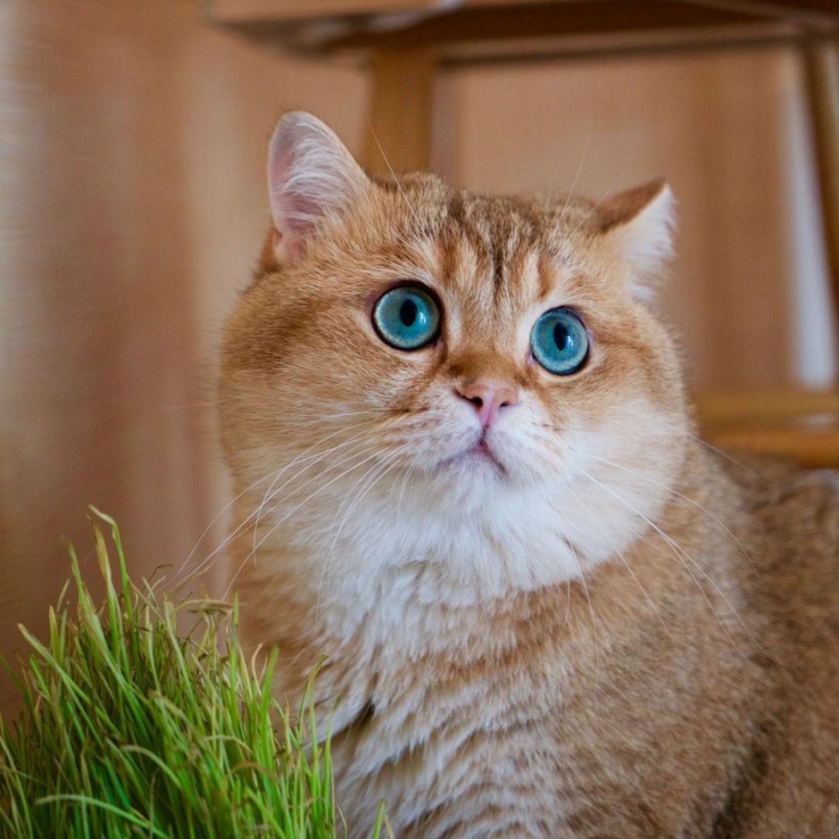 Скоттиш страйт Хосико