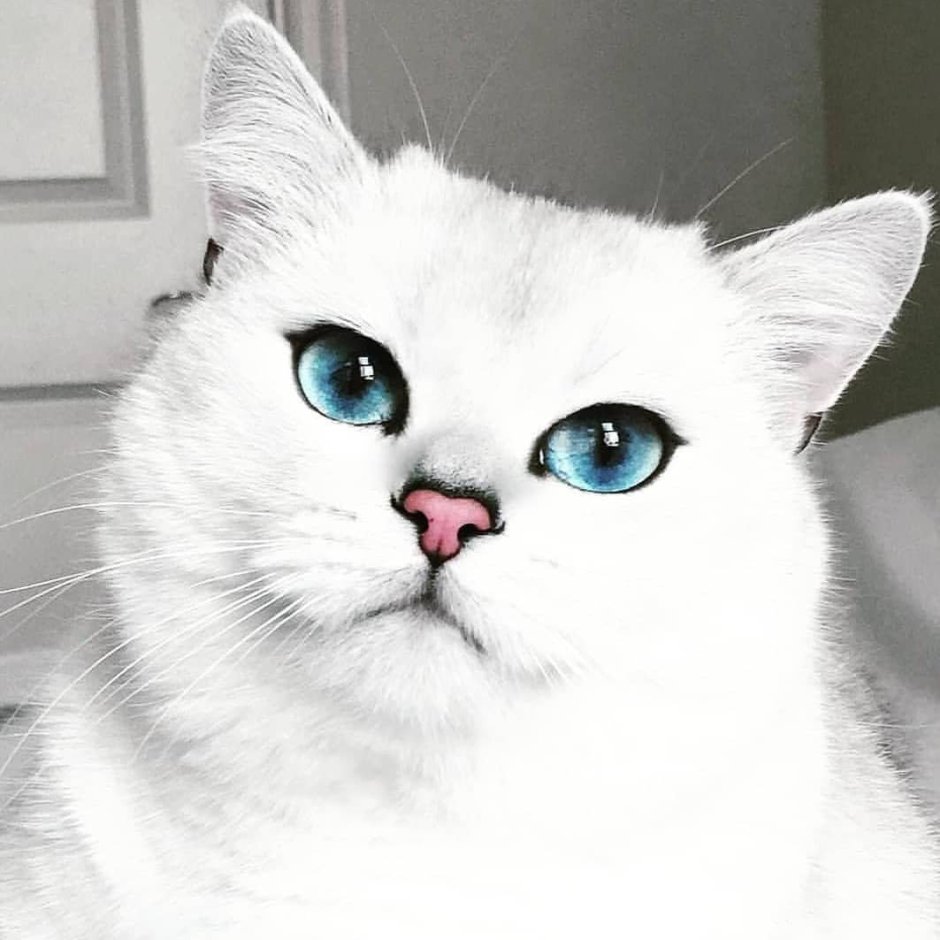 Няшный кот