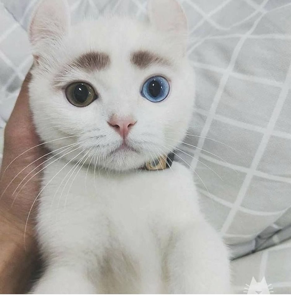 Котик с бровями