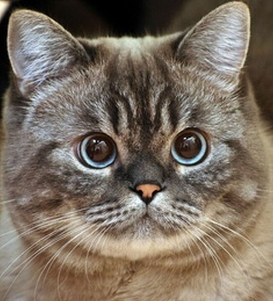 Коты с круглыми глазами