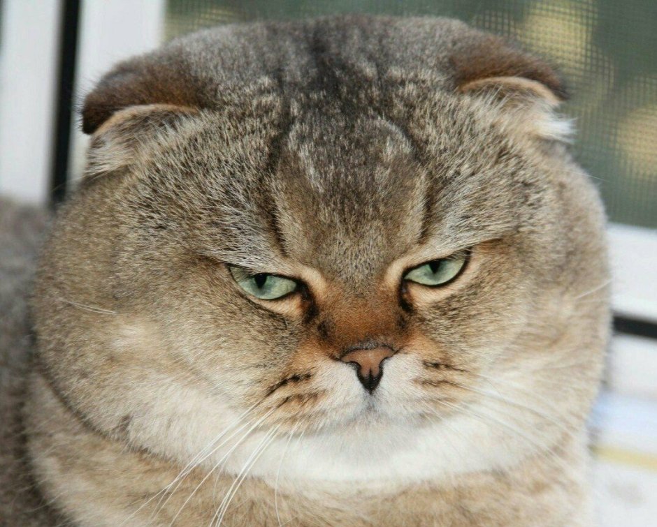 Котик с пухлыми щечками