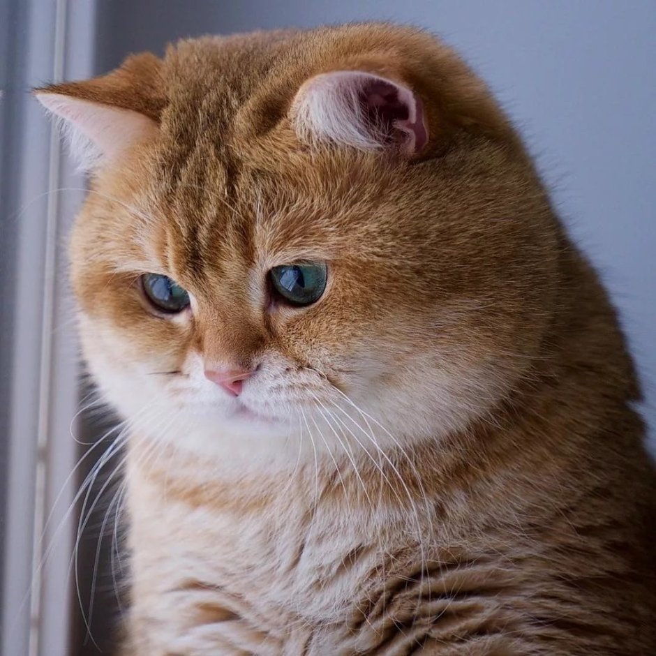 Скоттиш фолд Хосико