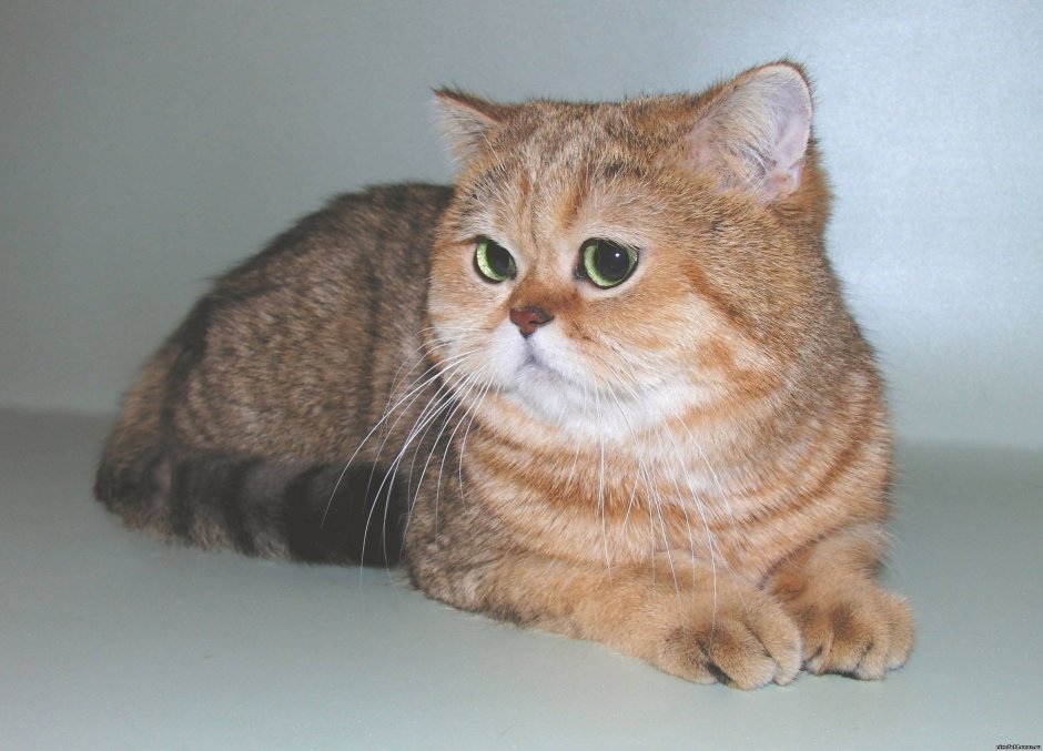 Шотландская кошка прямоухая рыжая