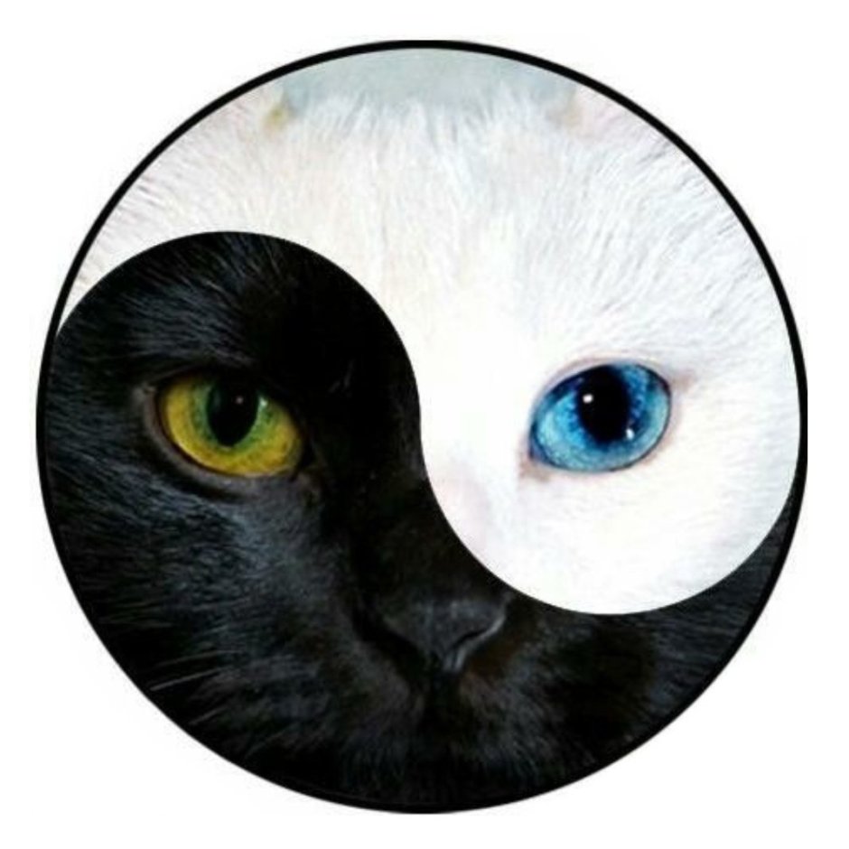 Кошачий Инь Янь