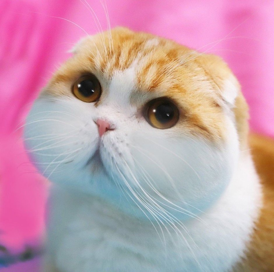 Waffle Cat