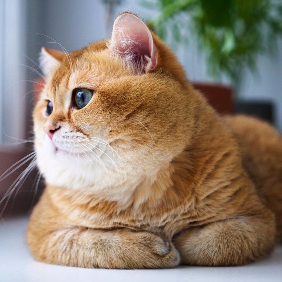 Шотландская короткошёрстная кошка рыжая