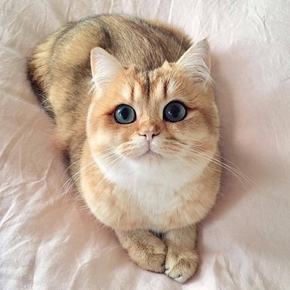 Манчкин шиншилла