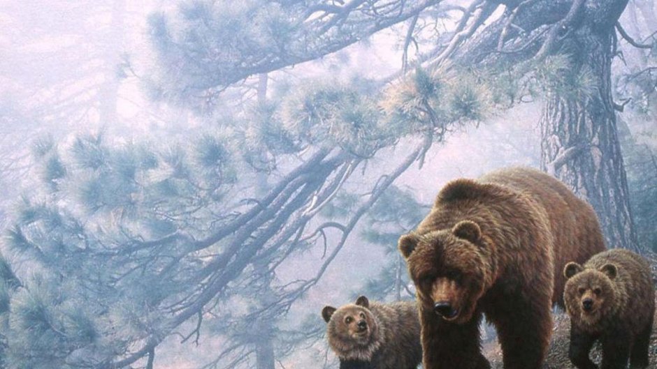 Медведь Гризли зимой