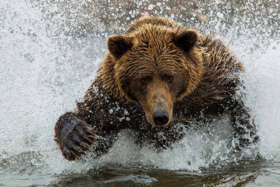 Красивые картины с медведями