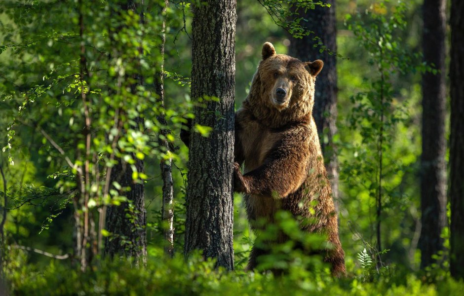 Бурый медведь в тайге