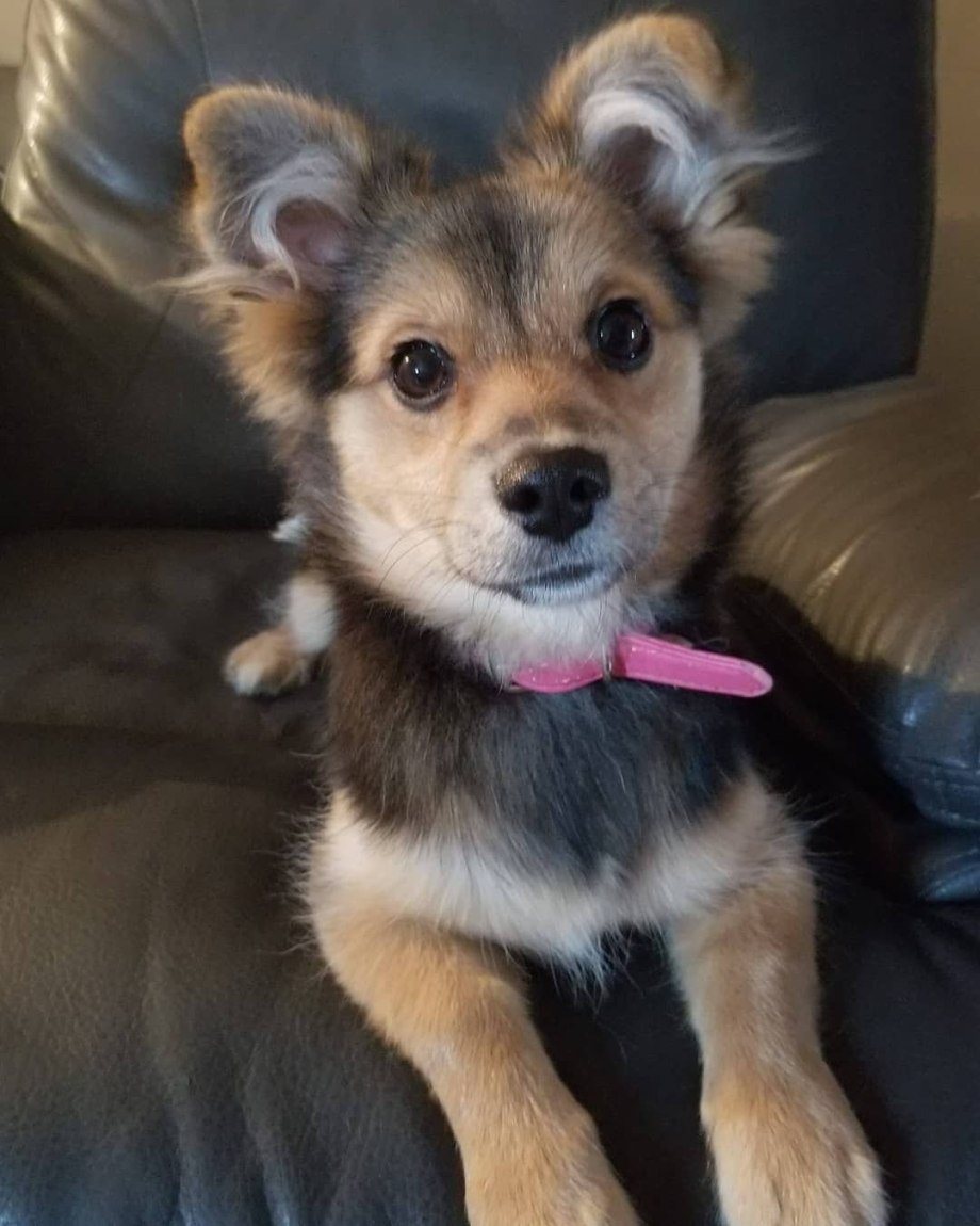 Метис вельш корги и шпица