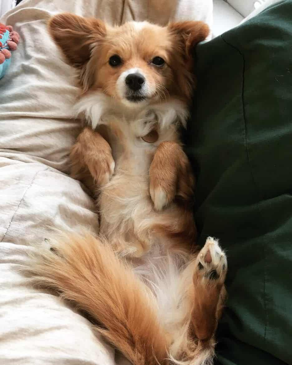 Метис Джек Рассела и пекинеса